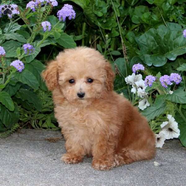 Ryme, Toy Poodle Puppy